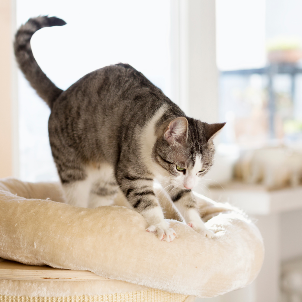 Cat scratch resistant fabric deals
